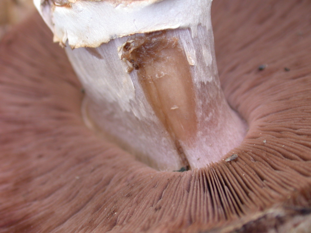 Chi sono .... QUIZ difficile